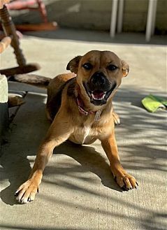 TERA - Shepherd / Spaniel available for adoption