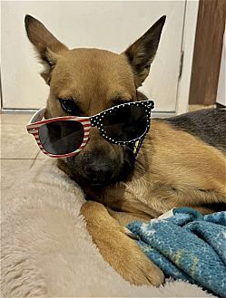 TERA - Shepherd / Spaniel available for adoption