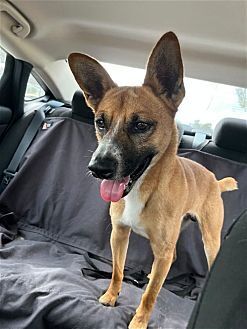 adoptable Dog in Dana Point, CA named Landon