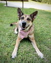 adoptable Dog in Dana Point, CA named Maple