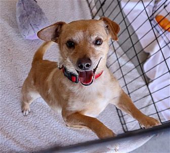 ARMANTI - Chihuahua / Dachshund available for adoption