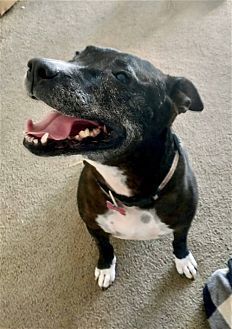 adoptable Dog in Dana Point, CA named Xena Girl