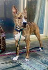 adoptable Dog in Dana Point, CA named Mason Boy