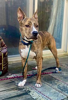 MASON BOY - Terrier available for adoption