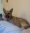 Grizzly - Photo 2