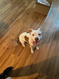 SPOT - American Pit Bull Terrier available for adoption