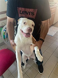 SPOT - American Pit Bull Terrier available for adoption