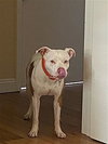 Spot - Photo 3