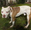 Spot - Photo 4