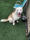 adoptable Dog in Dana Point, CA named Horchata