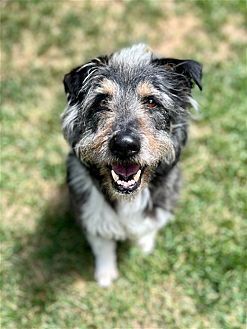 HANS - Bearded Collie / Terrier available for adoption