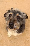 Hans - Photo 3