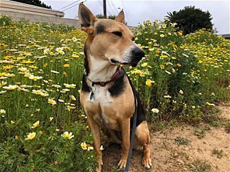 adoptable Dog in Dana Point, CA named Scout