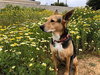 Scout - Photo 2