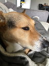 Scout - Photo 3