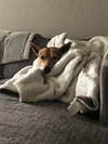 Scout - Photo 4