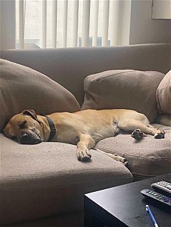 KOBE BOY - Black Mouth Cur / Boxer available for adoption