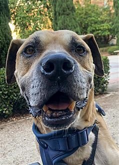 KOBE BOY - Black Mouth Cur / Boxer available for adoption
