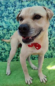 adoptable Dog in Dana Point, CA named Gordy