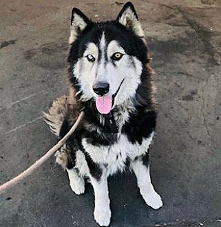 OSO - Husky available for adoption