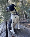 Lola - Photo 2
