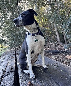 LOLA - Australian Shepherd / Maremma Sheepdog available for adoption