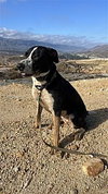 Lola - Photo 3