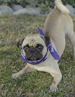 adoptable Dog in Dana Point, CA named Malloy