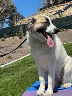 adoptable Dog in Dana Point, CA named Izzy