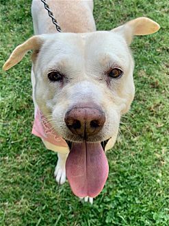 adoptable Dog in Dana Point, CA named Maddy