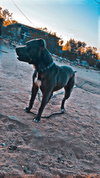 Lucky - Photo 2