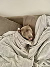 Lucky - Photo 3