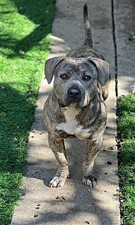 adoptable Dog in Dana Point, CA named Harold