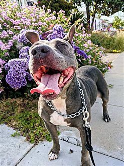 KEISY - American Bulldog / American Staffordshire Terrier available for adoption