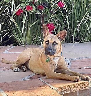 adoptable Dog in Dana Point, CA named Missy