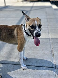 adoptable Dog in Dana Point, CA named Bogart