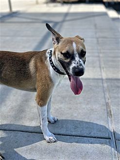 BOGART - Australian Cattle Dog/Blue Heeler / Shepherd available for adoption