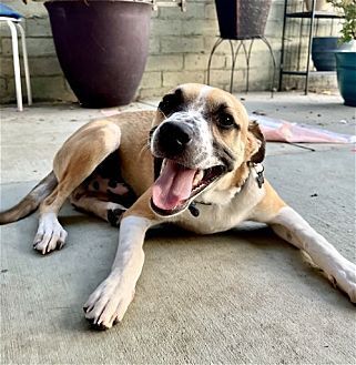 BOGART - Australian Cattle Dog/Blue Heeler / Shepherd available for adoption