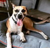 Bogart - Photo 3