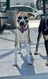 Bogart - Photo 4