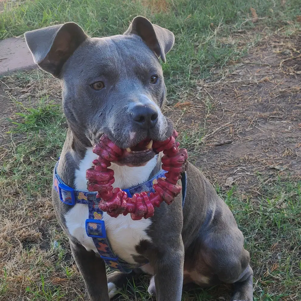 Luke - Pit Bull Terrier