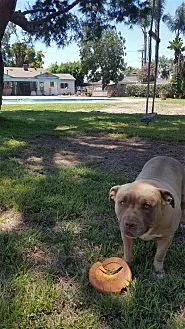 Mason - Pitbull