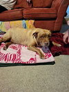 Mason - Photo 4