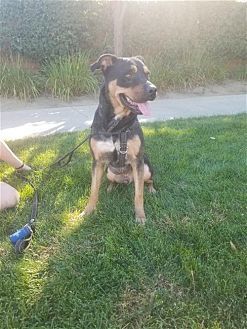 TYSON - Rottweiler / Shepherd available for adoption