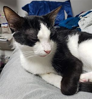 PRINCESS - American Shorthair available for adoption