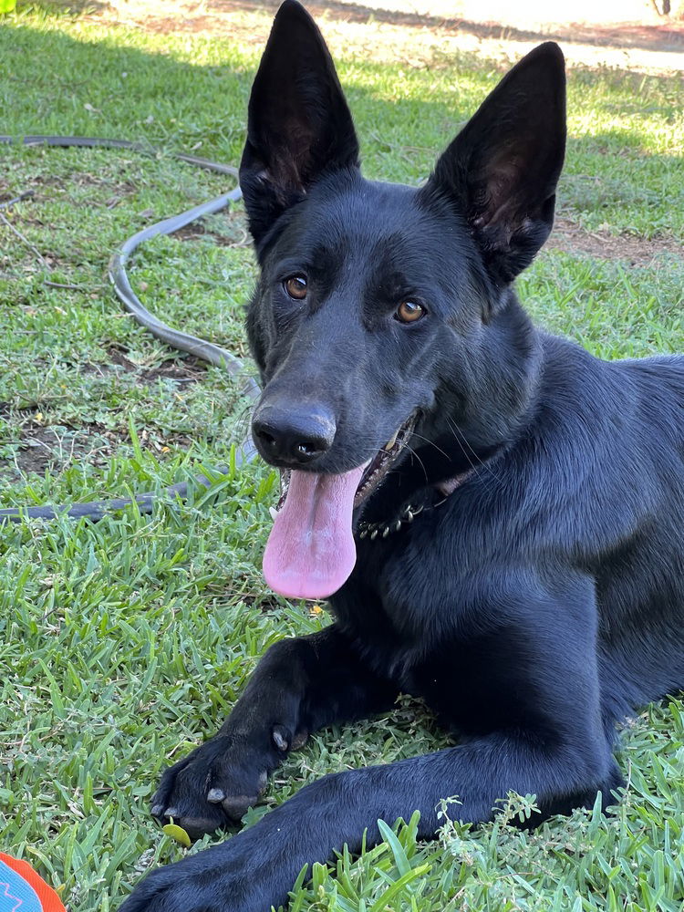 adoptable Dog in Dana Point, CA named Belle