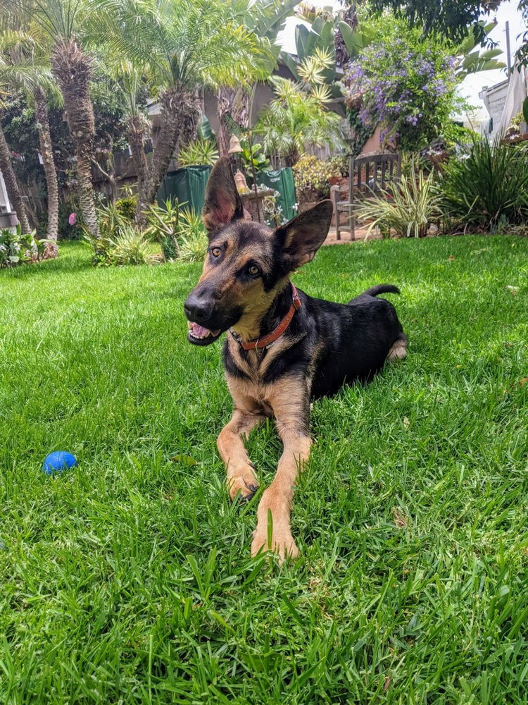 adoptable Dog in Dana Point, CA named Berlin