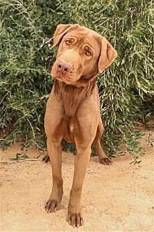 DELILAH - Chesapeake Bay Retriever available for adoption