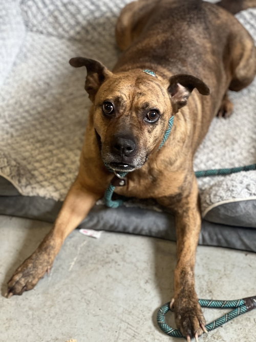 AVIA - Boxer / American Staffordshire Terrier available for adoption