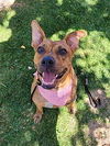 adoptable Dog in Dana Point, CA named Avia